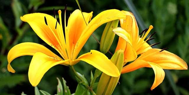 Azucena Flower Facts Everything You Need to Know About This Fragrant Lily