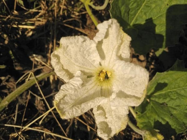 Exploring the Unique Properties and Uses of the Caca Flower