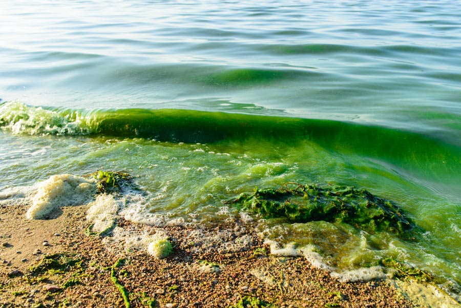 The Wonders of Oceanic Green Understanding Marine Algae and Their Ecological Impact