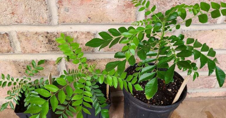CURRY PLANT VS CURRY TREE WHAT’S THE DIFFERENCE