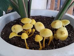 Dealing with Mushrooms in Houseplants A Comprehensive Guide