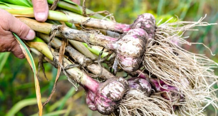 Harvesting Garlic A Comprehensive Guide