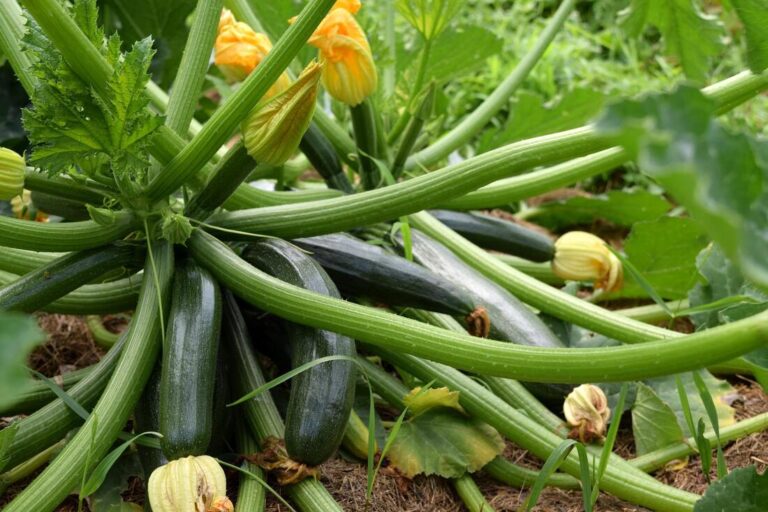 How to Prune And Stake Zucchini Plants
