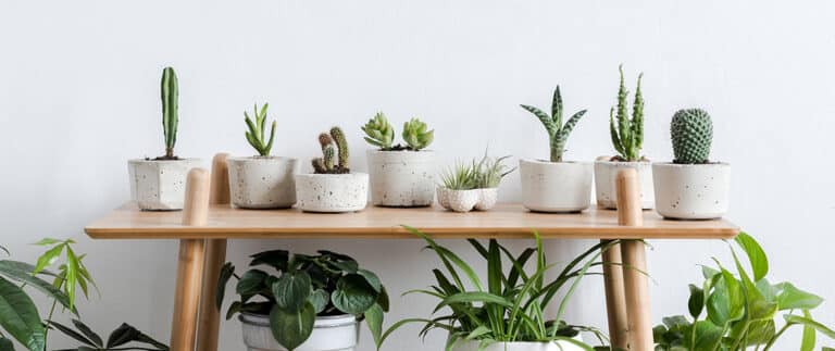 Indoor Plants Easy-Care, Beautiful, Houseplants for Indoors