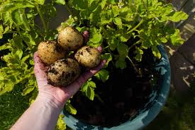 The Ultimate Guide to Growing Potatoes in a Bucket